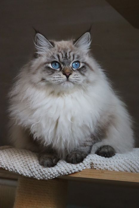 Piękny Kocurek Neva Masquerade po International Champion