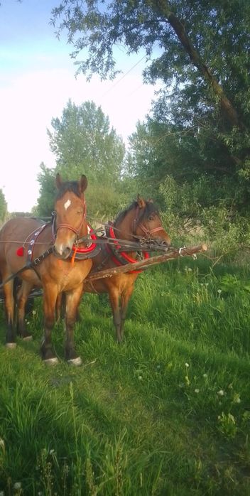 Sprzedam  klacz zimnokrwistą