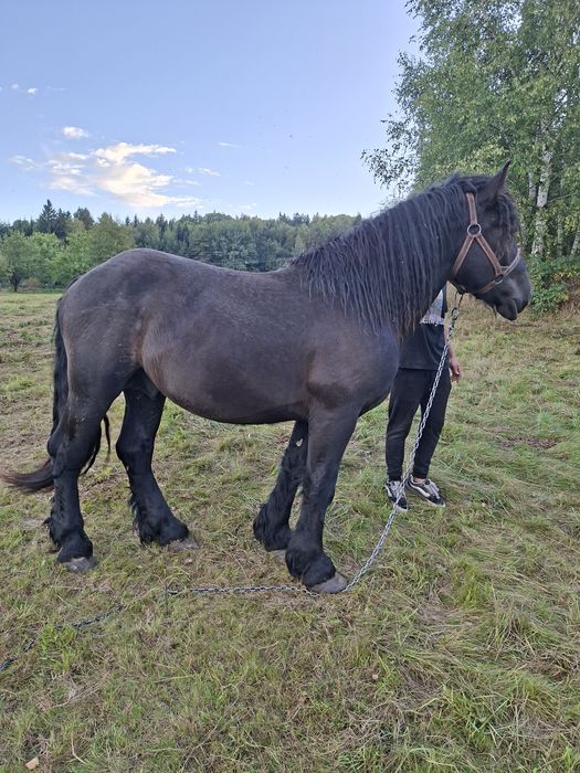 Sprzedam ogiera zimnokrwistego