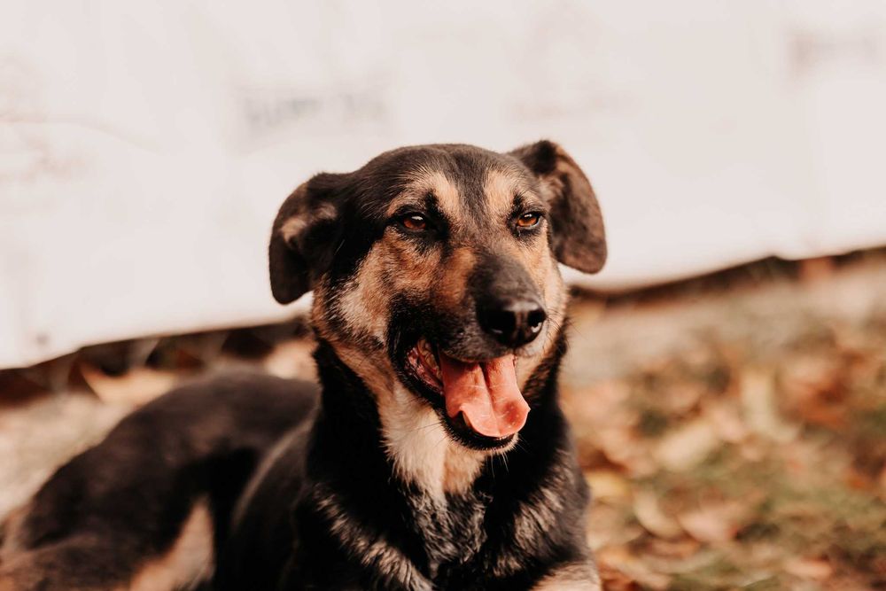 Chciałbym mieć dom... Adoptujesz? - Benek