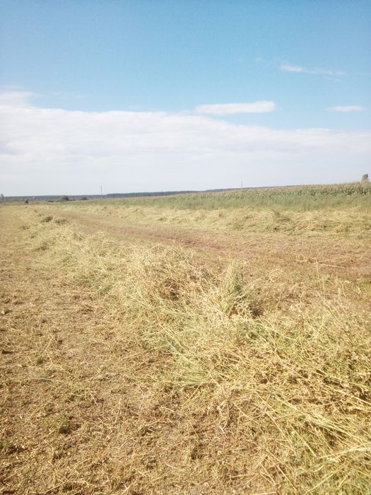 сіно в тюках. 2025