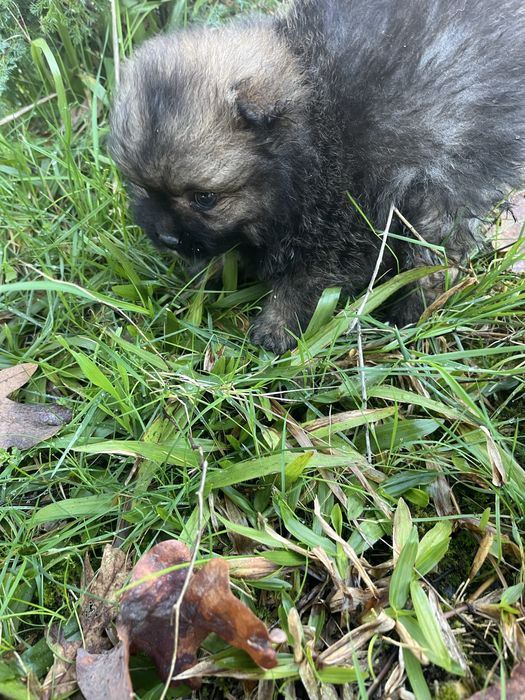 Menino spitz alemao anao