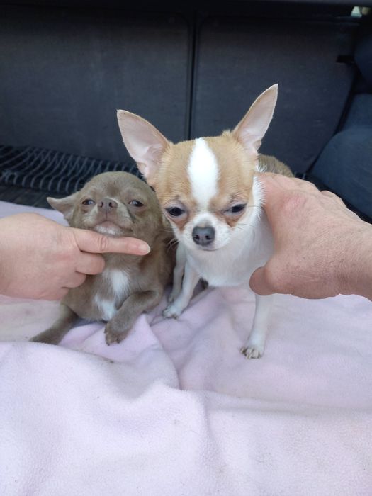 Вязка лиловый Чихуахуа, КСУ, плем-сертификат, стандарт