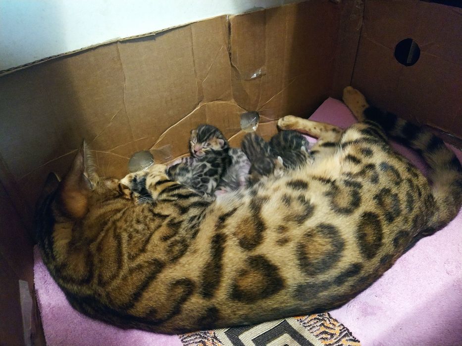бенгальские котята, бенгальські кошенята, бенгали