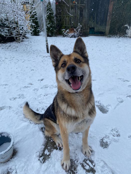 Saba, oddam suczkę, do adopcji