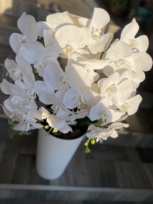 Латексна орхідея