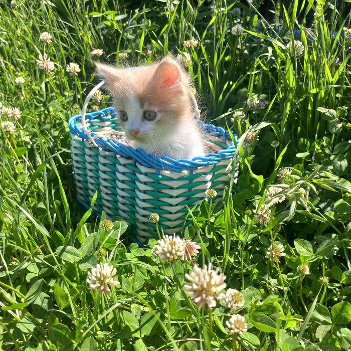 Милі котики шукають родину