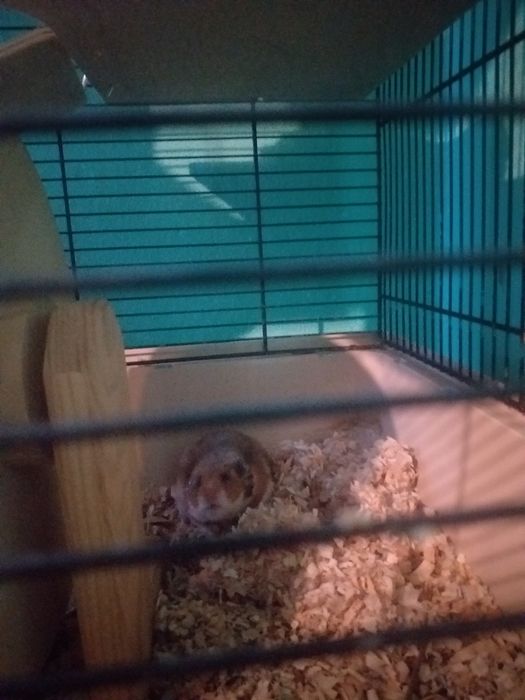 Sprzedam chomiki z klatką