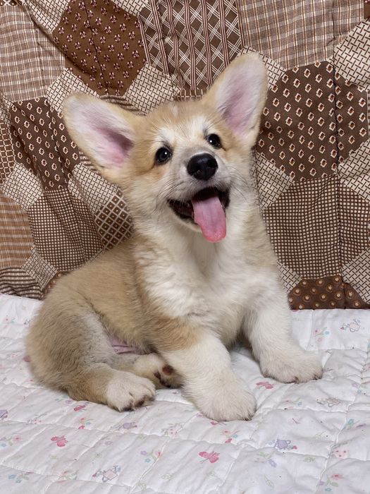 Мальчики Вельш-корги пемброк