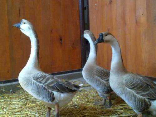 SPRZEDAŻ gęsi na ubój lub do odchowu