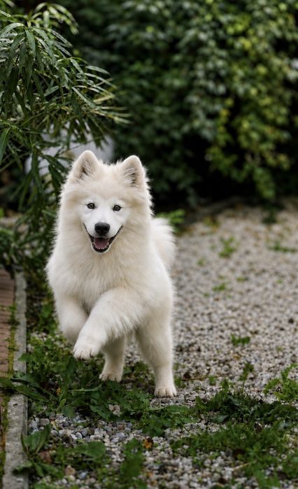 SAMOYED – wyjatkowa  suczka z Hodowli FLUFFY WHITE SMILES