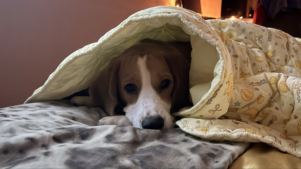 Бигль в хорошие руки.