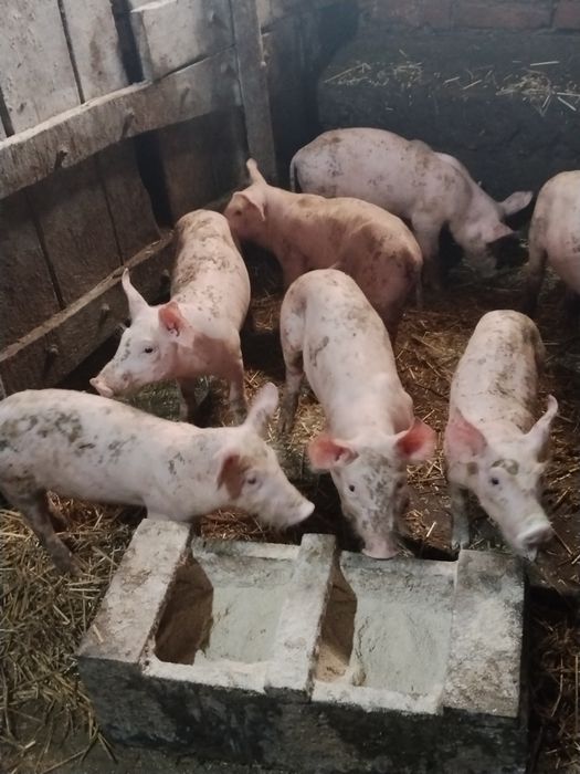 Продам маленьихі поросят