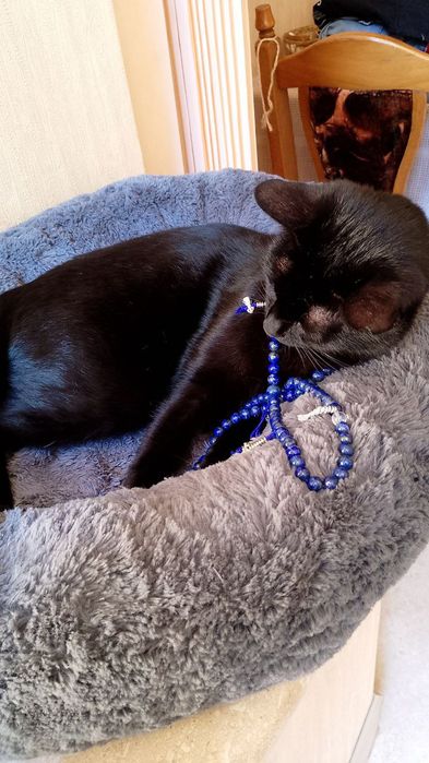 Чудо котик шукає дім