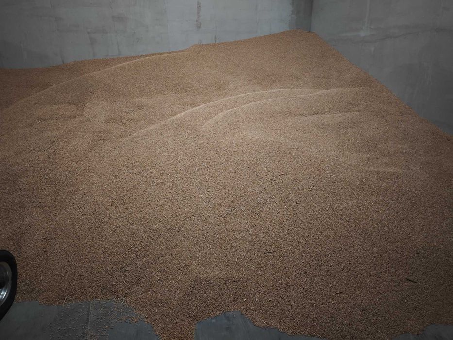 Sprzedam pszenżyto ozime