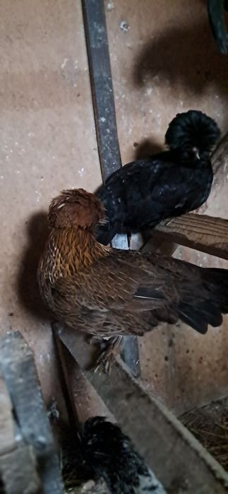 Czubatka polska miniatura parki bądź koguty