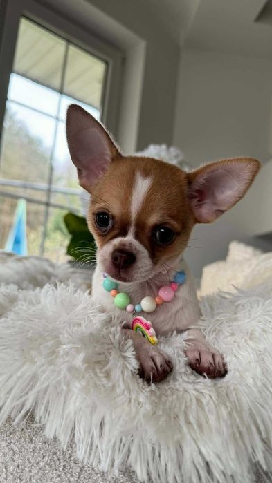 Biało-Brązowa Dziewczynka Chihuahua z Rodowodem Miniaturka do 2kg Jolie
