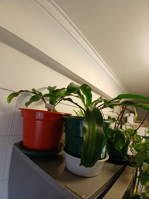 Plantas naturais interior e exterior