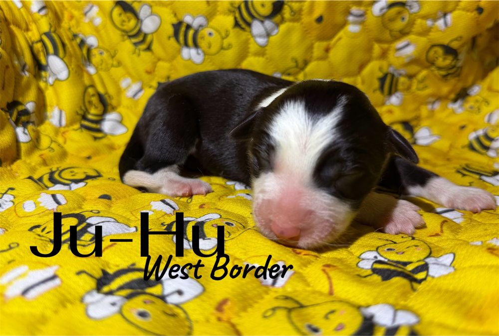 Piesek Border Collie