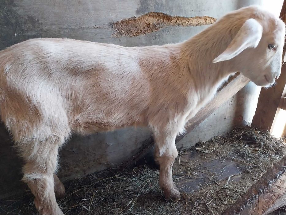 Dwa koziołki po mlecznej kozie