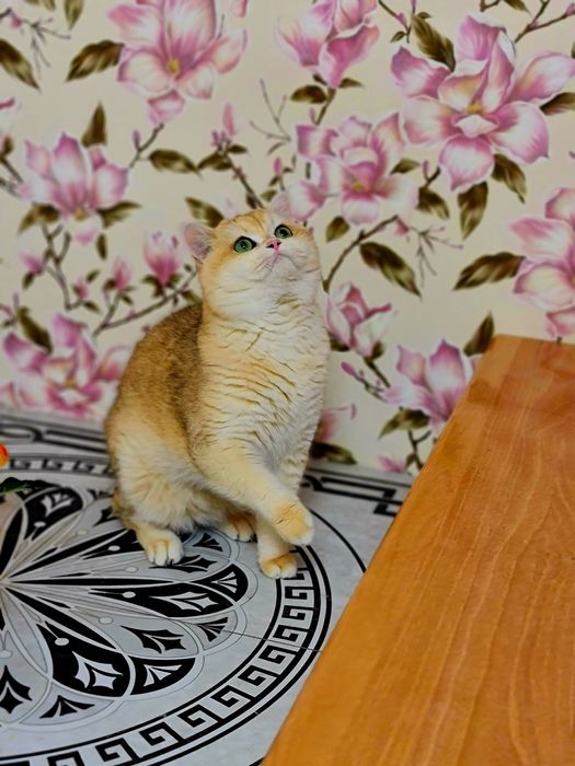 Золота шиншила VIP класу в'язка