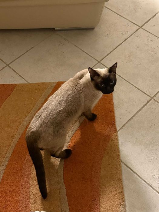 Gata Siamesa para Adoção Responsável