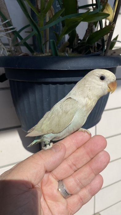 Agapornis domesticado