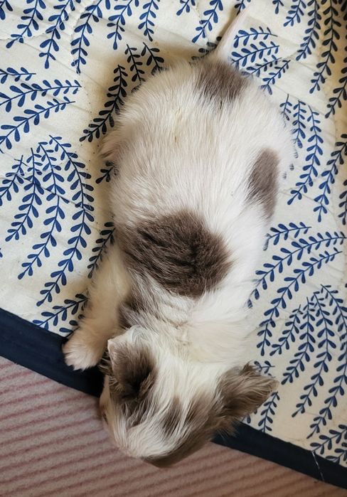 Chihuahua piesek
