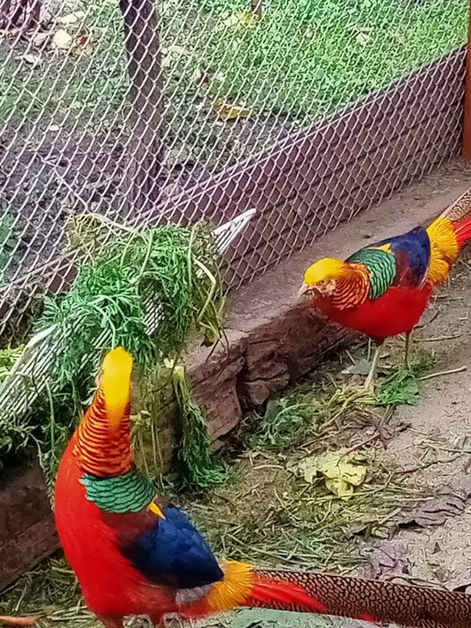 Bażanty srebrne,złociste,kaczki mandarynki