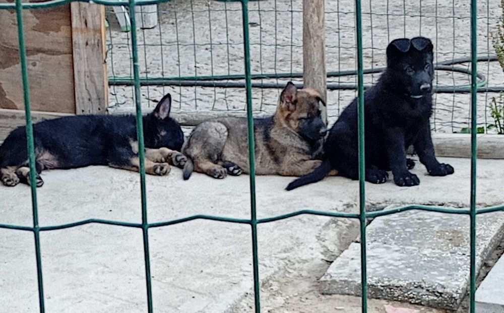 Cão  pastor alemão  linha trabalho checa