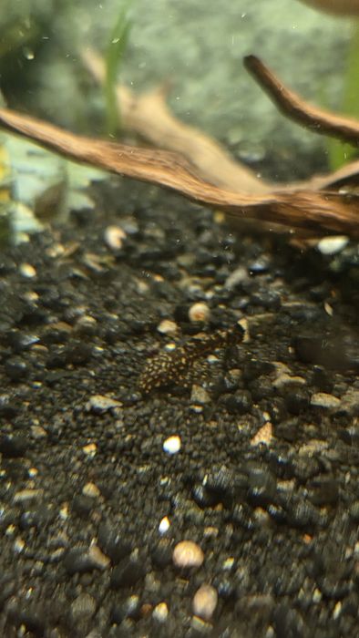 Glonojad,oddam za darmo