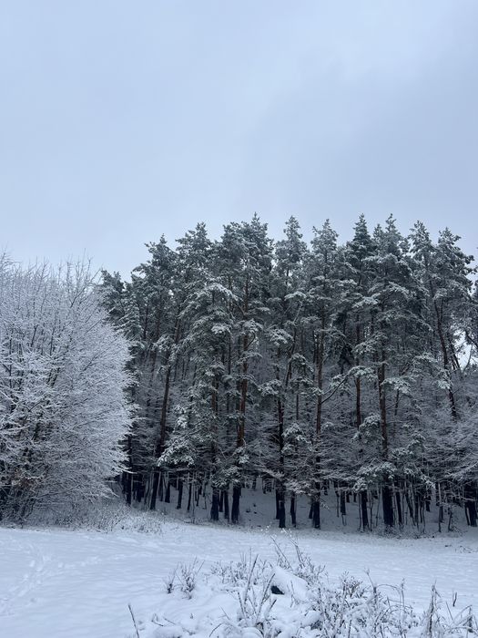 22 сотих у центрі соснового лісу! Хмельницький