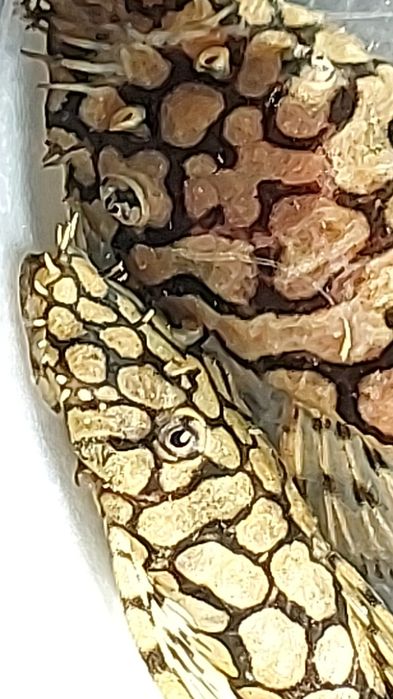 Zbrojnik L 519 Ancistrus Kiefneri II" Rio Itenez 4cm