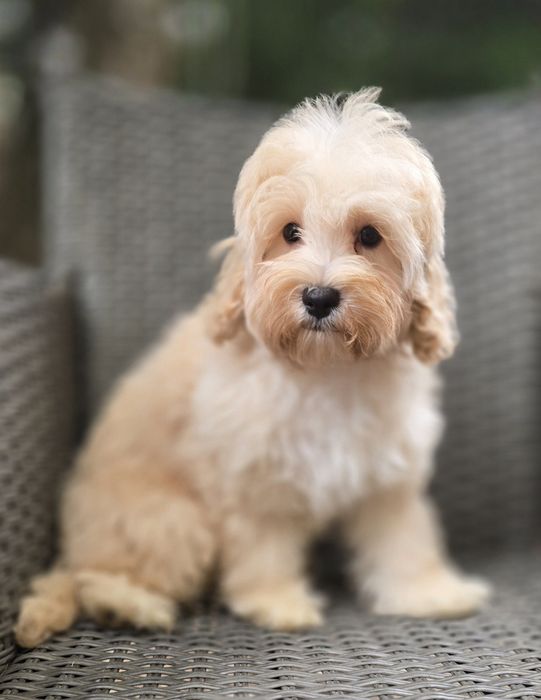 Maltipoo / chłopczyk
