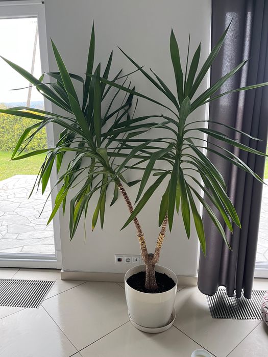 Yuka doniczkowa duża