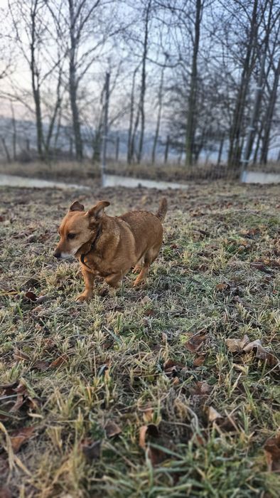 Beza w typie jamniczka szuka domu