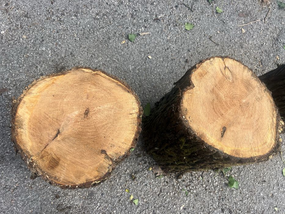 Troncos com potencial decorativo