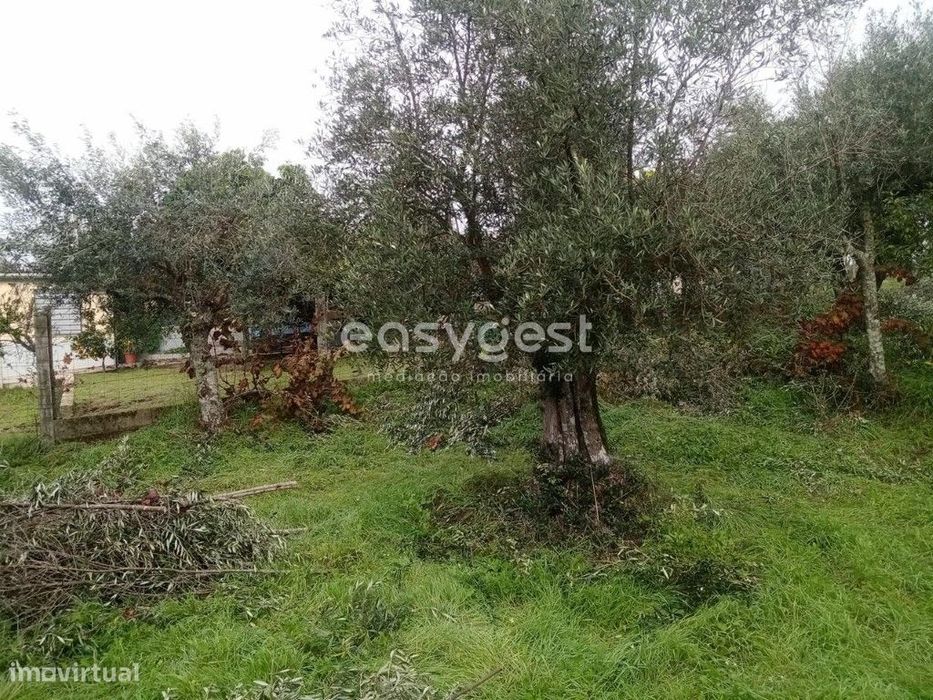 Excelente Terreno Rústico com Olival, em Povoa Rio de Moinhos