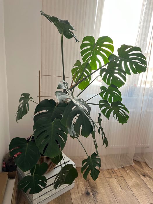 Monstera deliciosa