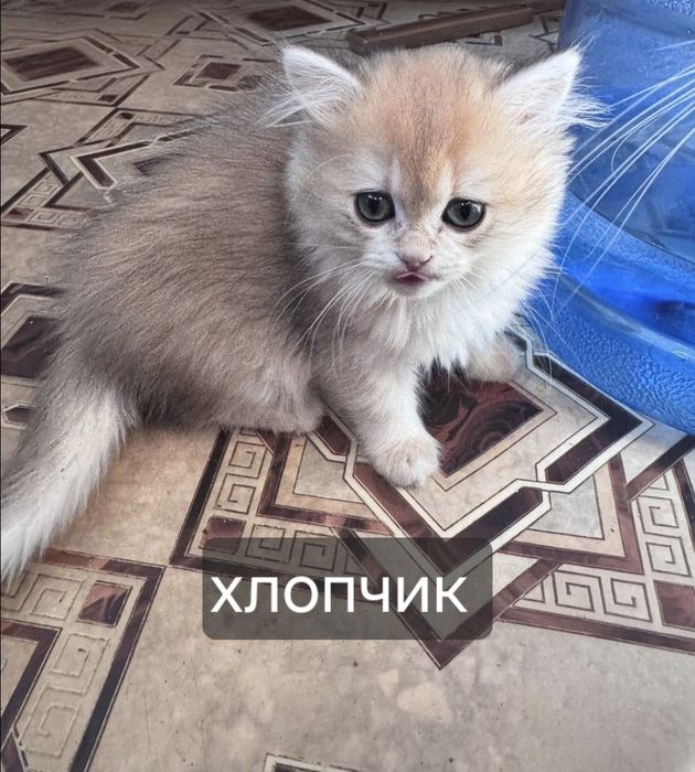 Британська довгошерста шиншила