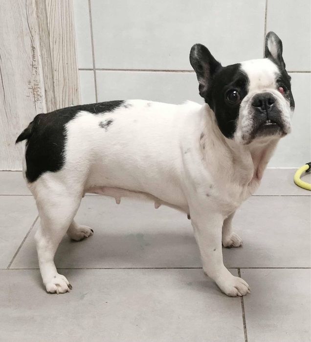 Buldog francuski Didi szuka domu