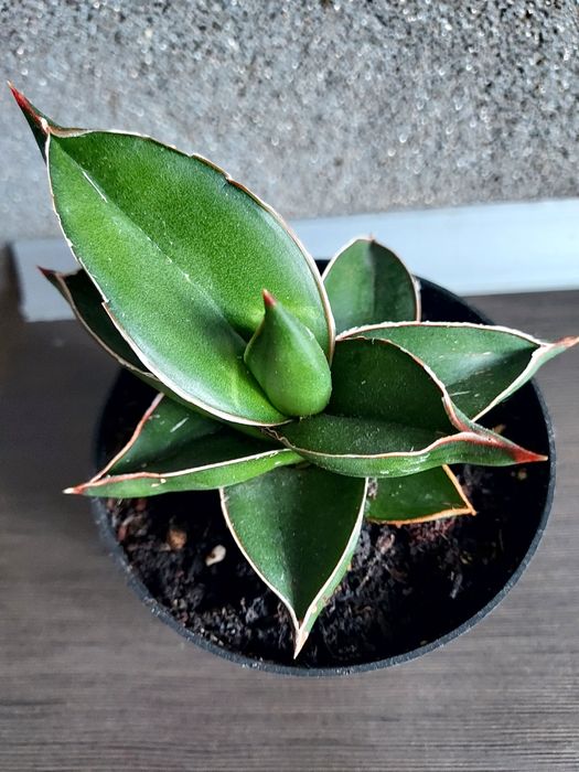 Sansevieria Samuraj