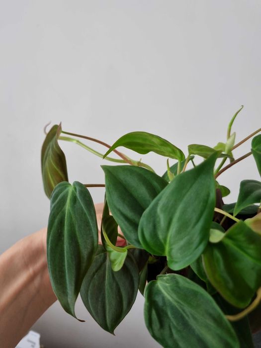 Philodendron micans