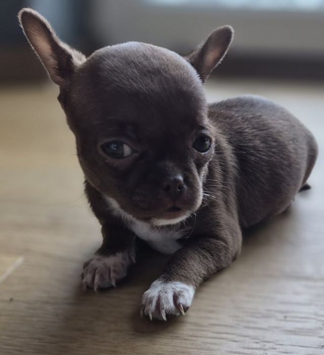 Chihuahua miniatureczka czekoladowa dziewczynka z rodowodem