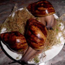 Улитки Архахатины Маргината вар.Сутуралис.