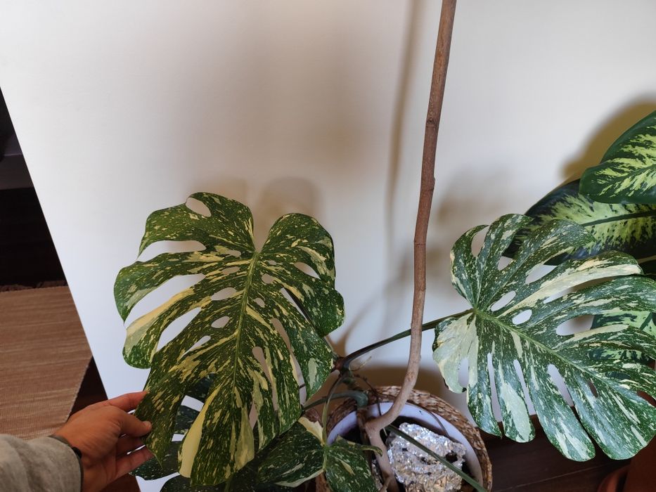 Monstera Thai constellation cut com raiz