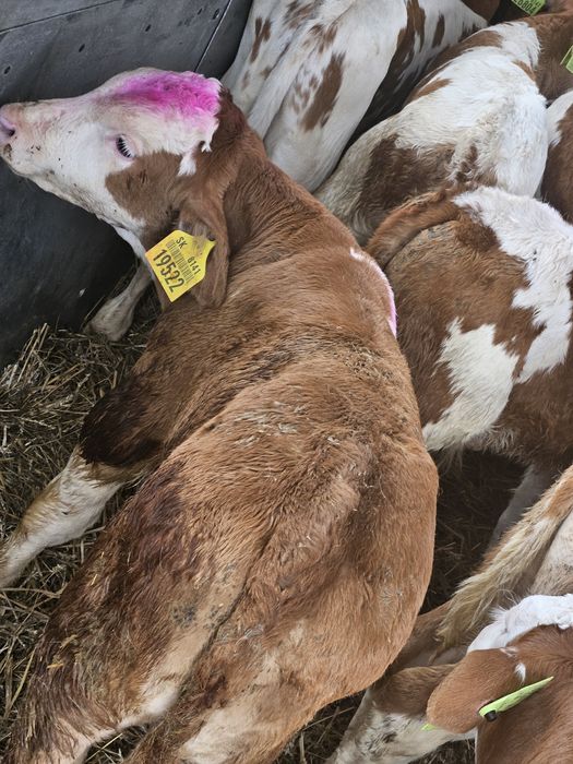 Cielaki mięsne oraz krzyżówki