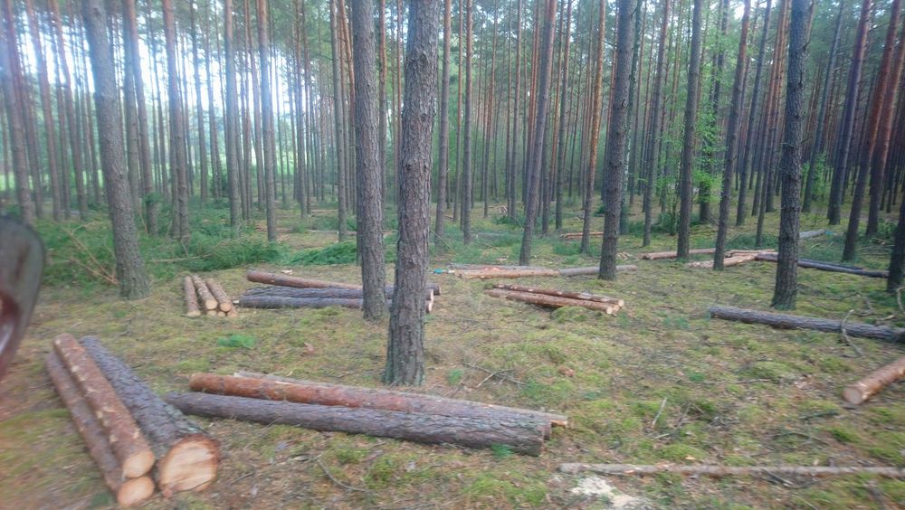 Drwal Pilarz, usługi leśne, wycinka drzew
