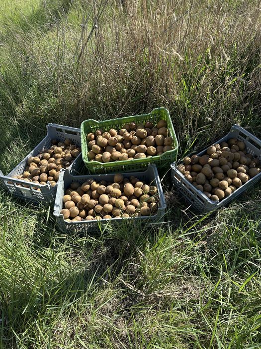 Kiwi Amarelo Biológico - 3,5€/kg