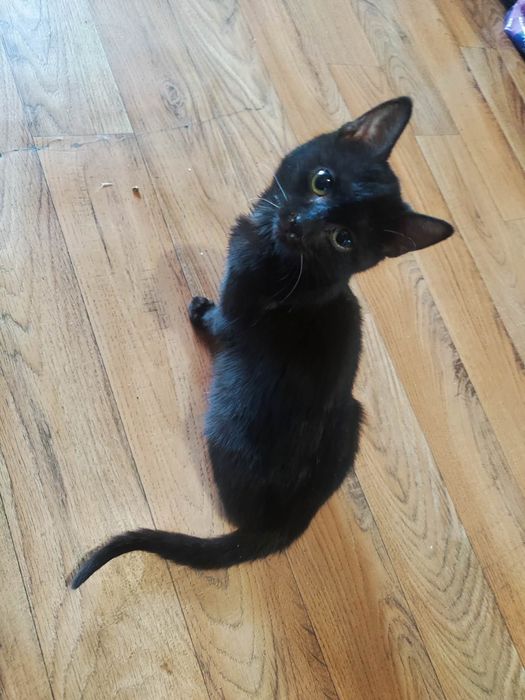 Oddam kotkę pół roku